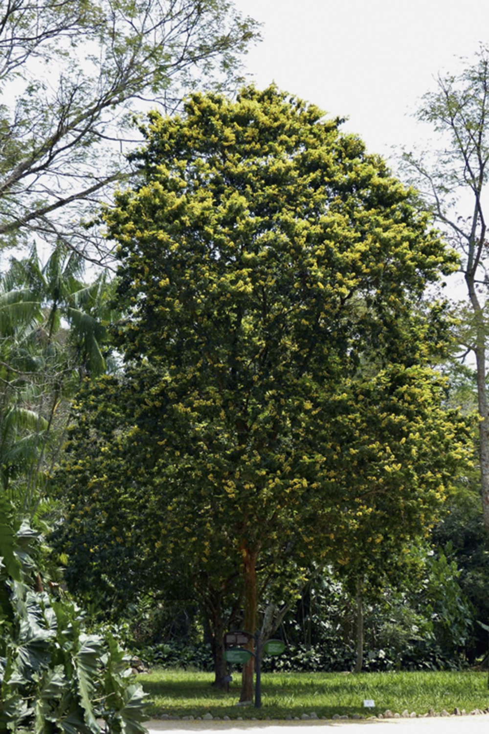 Pau-brasil-Jardim-Botanico-RJ-Foto-Alexandre-Machado-copy.jpg Trilha das Árvores Nobres