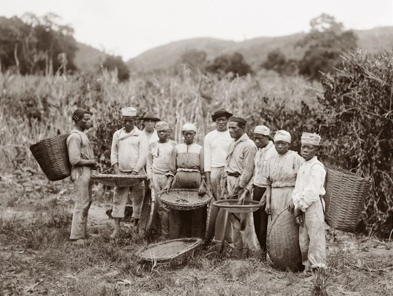 Foto da Colheita de café, Vale do Paraíba, 1882.
