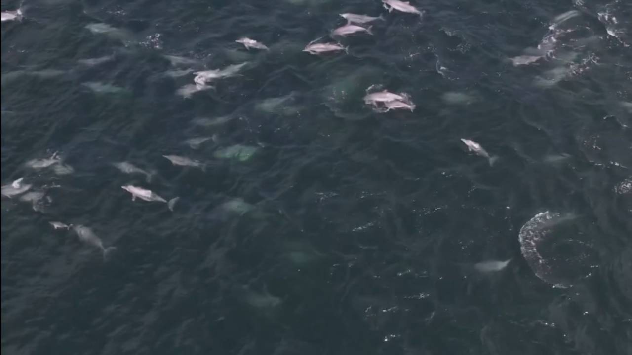Foto tirada de uma gravação de um drone mostra vários botos-cinza nadando na Baía de Guanabara