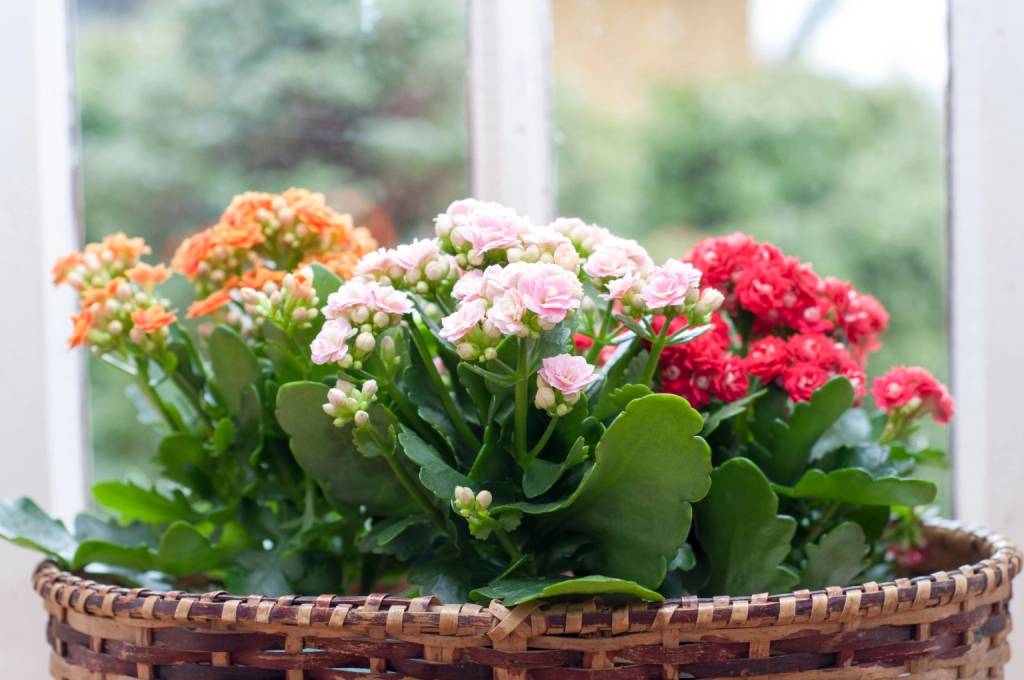 Plantas da sorte: 7 espécies para trazer dinheiro e prosperidade