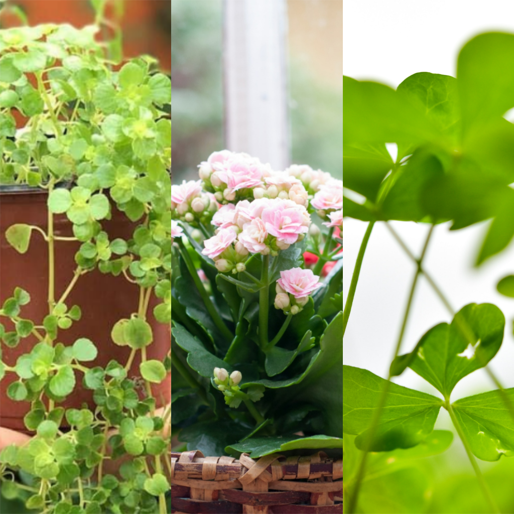 Plantas da sorte: 7 espécies para trazer dinheiro e prosperidade