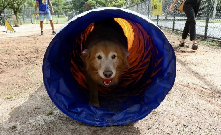 Cachorro marrom dentro de um túnel circular azul na Acãodemia do Parque dos Patins.