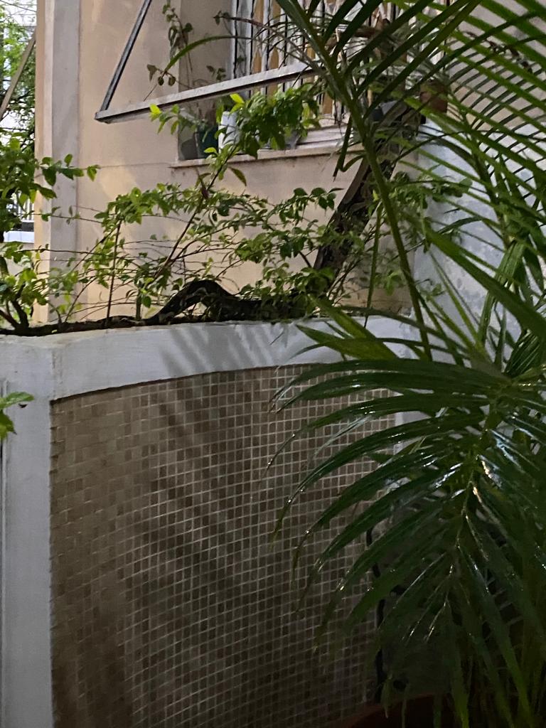 Cobra busca abrigo em prédio na Urca durante fortes chuvas no Rio