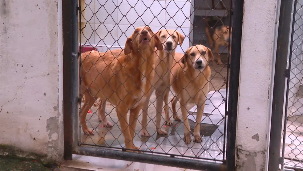 Suipa tem hoje 2.200 animais para doação Foto Reprodução TV Globo