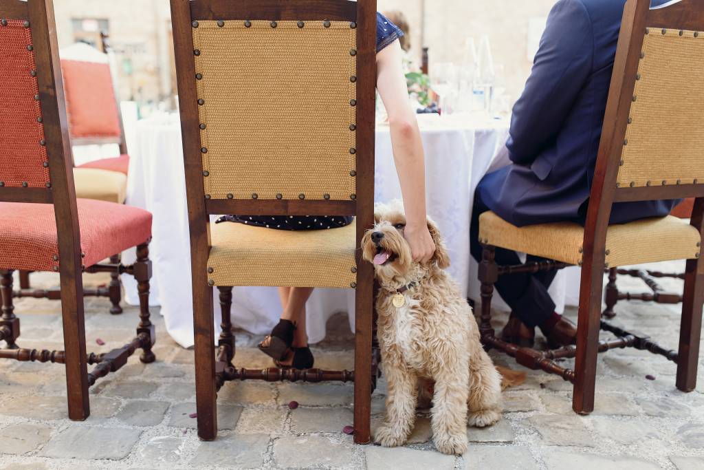 Foto mostra cachorro em restaurante
