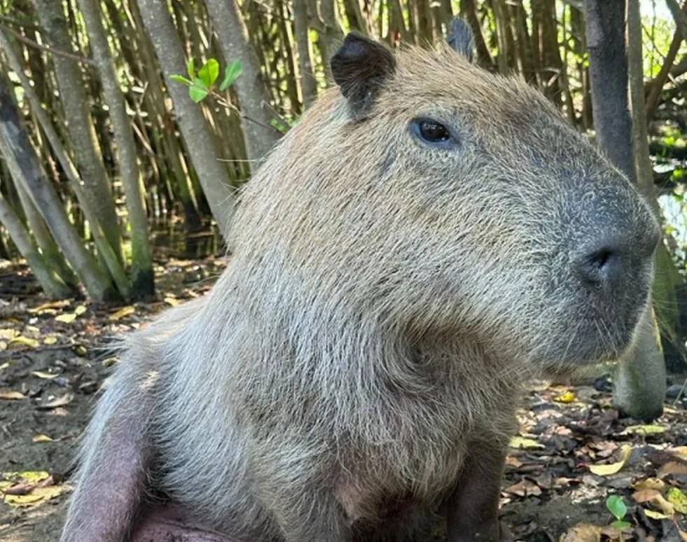 Após morte de capivara, Lagoa vai receber cercas para proteger os animais