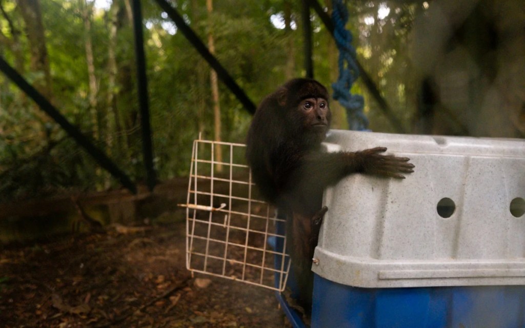Foto mostra macaco bugio
