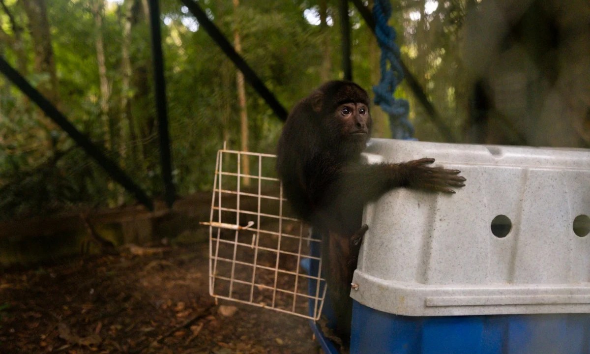 Foto mostra macaco bugio