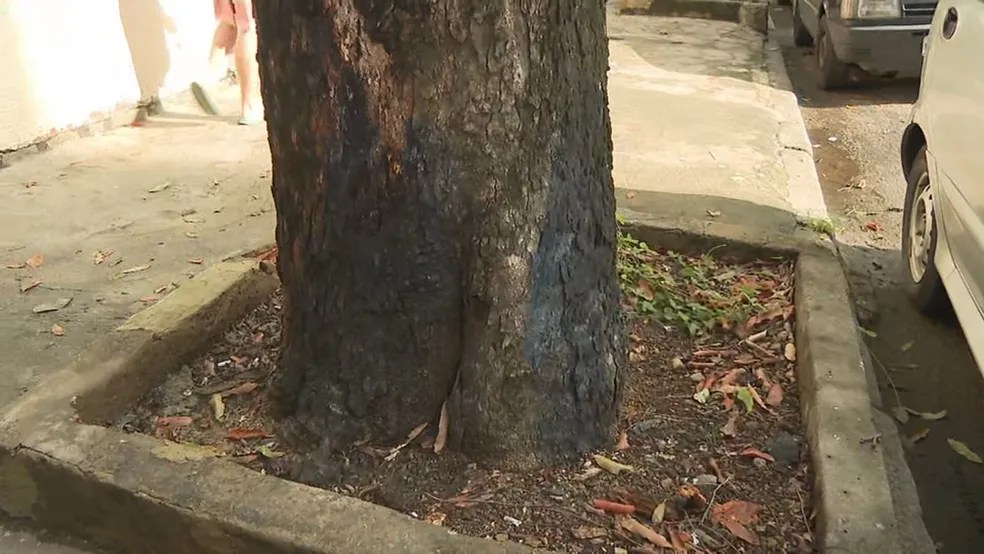 Veneno: moradores notaram líquido azul e furos nos troncos