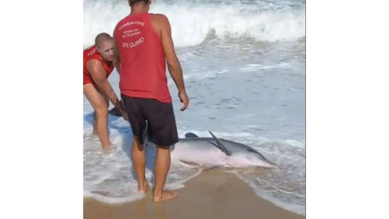 Foto mostra golfinho encalhado sendo resgato por bombeiros
