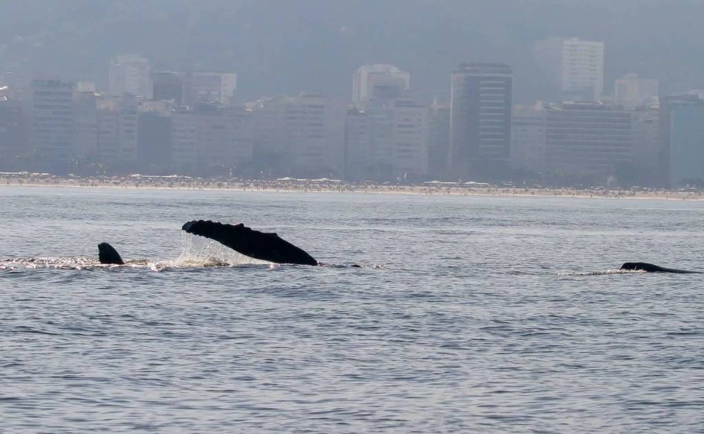 O amor está no mar: casal de baleias-jubarte é flagrado na orla carioca