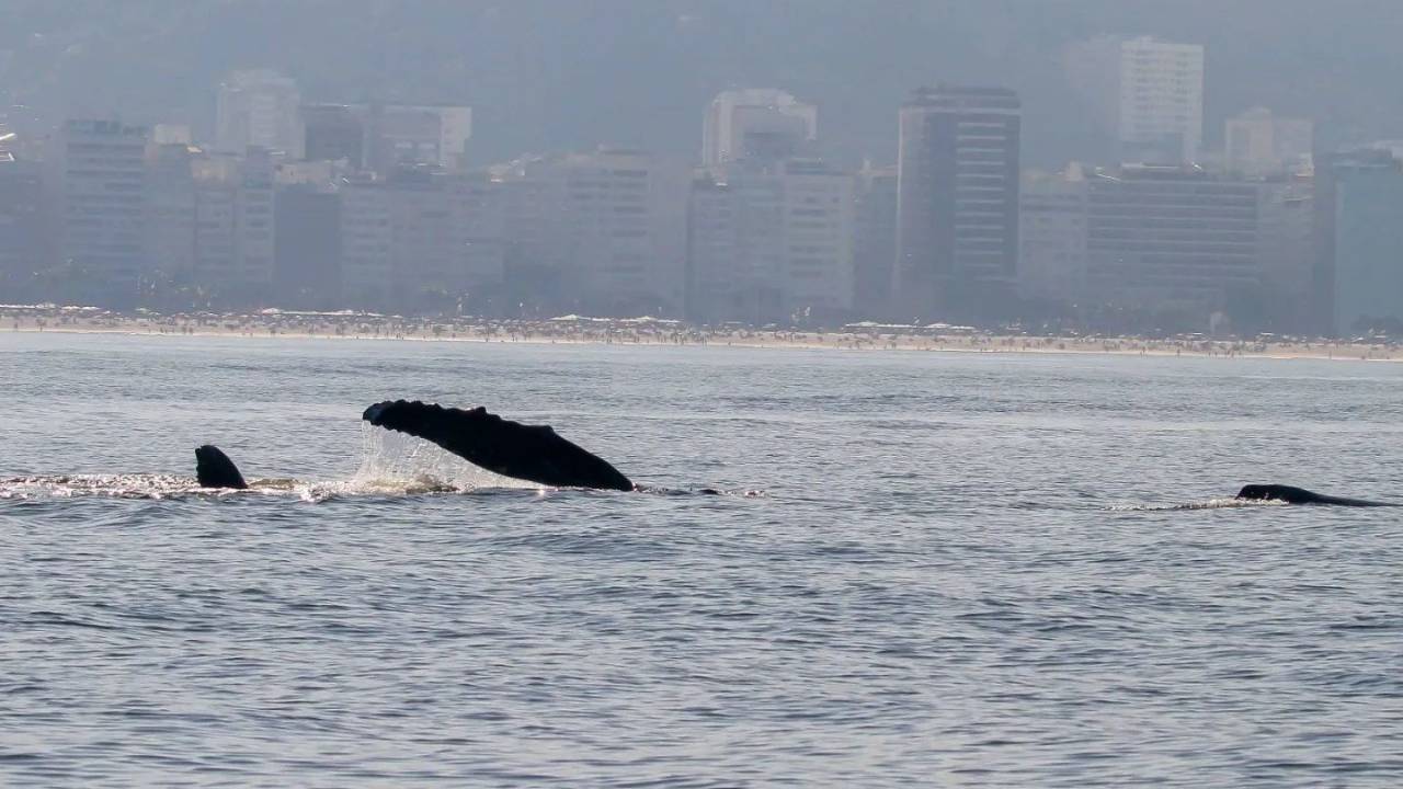 Foto mostra baleias namorando no mar da Zona Sul