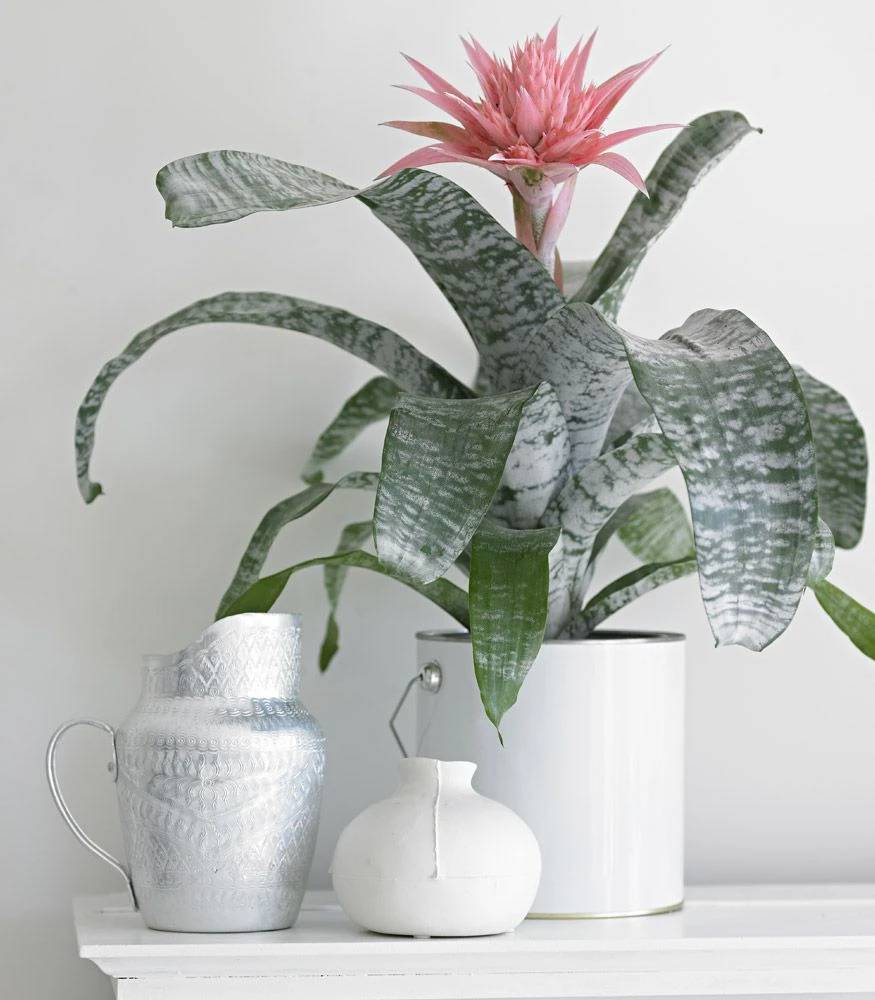Bromelia-Aechmea Bromélias são plantas tropicais, portanto, adoram o clima úmido.