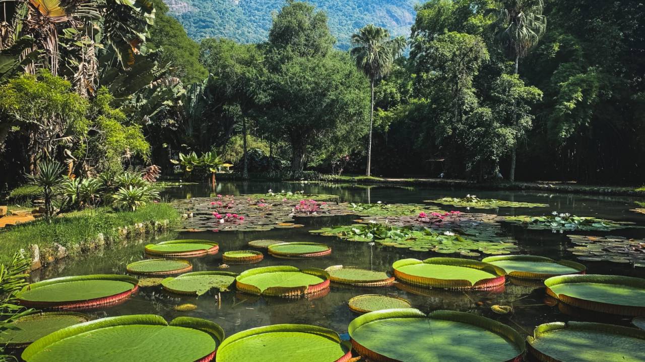 Fotos de lago com vitórias-régias no Jardim Botânico, cercado por árvores