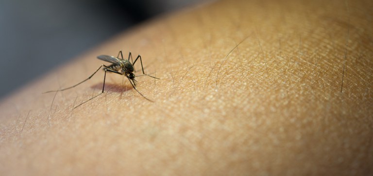 Aedes-aegypt-dengue