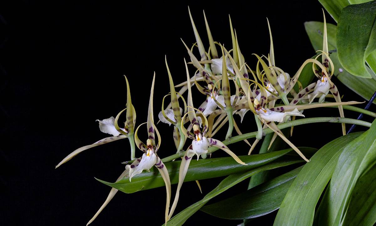 Foto mostra orquídeas