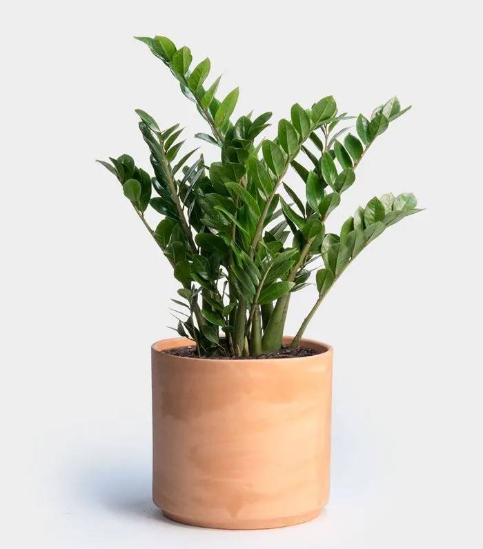 These-10-Indoor-Plants-for-Low-Light-Actually-Thrive-in-Darkness Zamioculca é uma ótima espécie para cultivar na sombra.