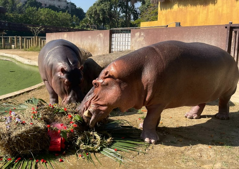 Foto mostra casal de hipopótamos comendo bolo de frutas