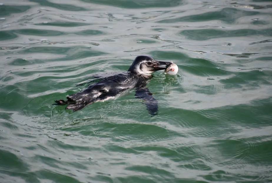 Foto mostra pinguim comendo baiacu