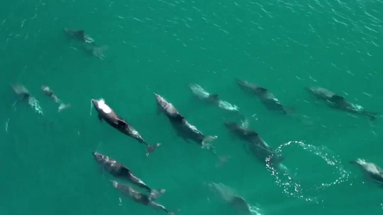 Foto mostra golfinhos em praia