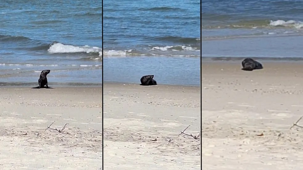 Foto mostra lobo-marinho descansando na areia da praia