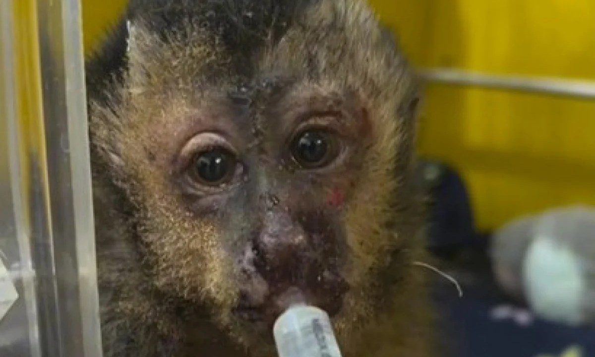 Foto mostra macaco sedo alimentado