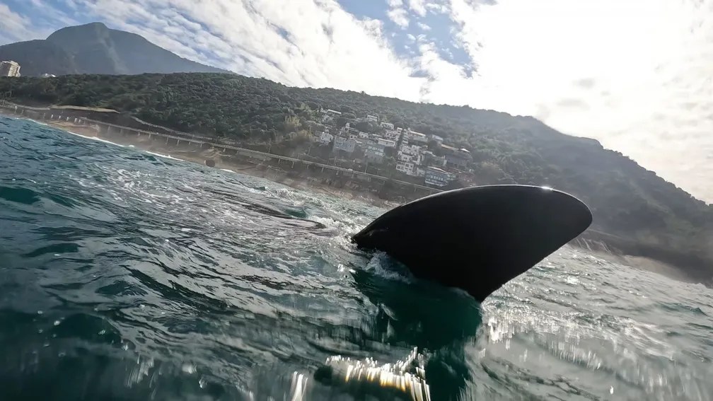 Foto mostra baleia franca nadando no mar
