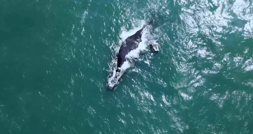 Baleia Arraial do Cabo