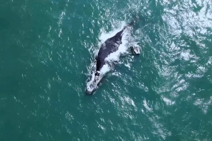 baleia-franca-e-vista-com-filhote-em-arraial-do-cabo-2-imagem-drone-adventure.png