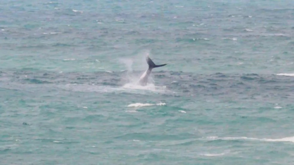 Foto mostra baleia mergulhando