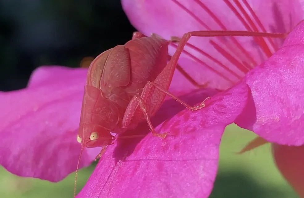Foto mostra inseto cor-de-rosa