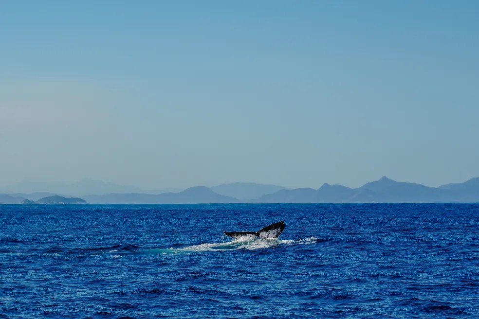 Foto mostra baleia no mar do Rio de Janeiro