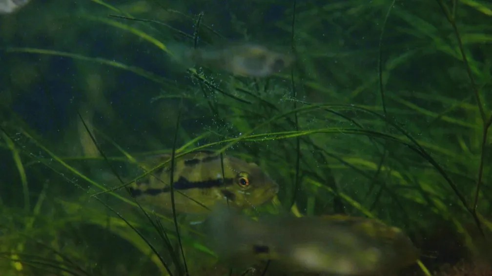 Foto mostra peixe no fundo de lagoa com água esverdeada