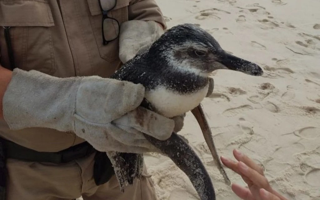 Foto mostra pinguim resgatado