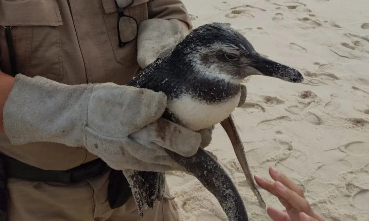 Foto mostra pinguim resgatado