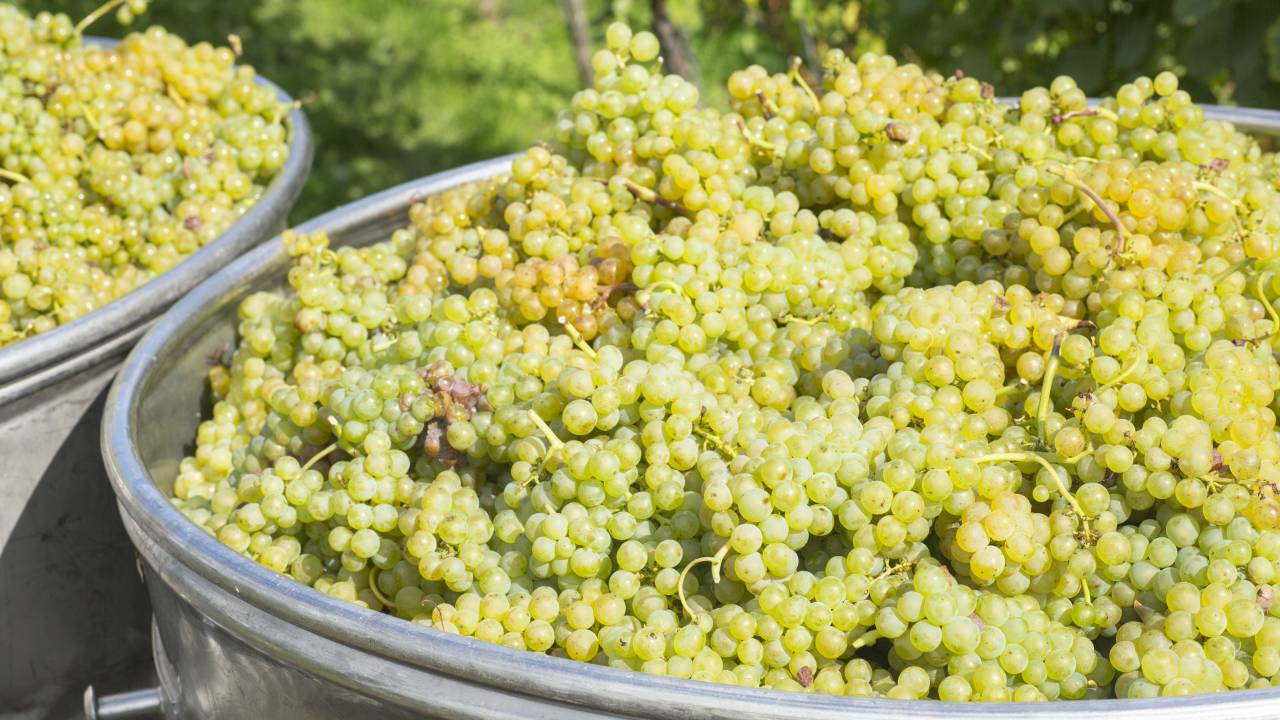Uvas perfumadas