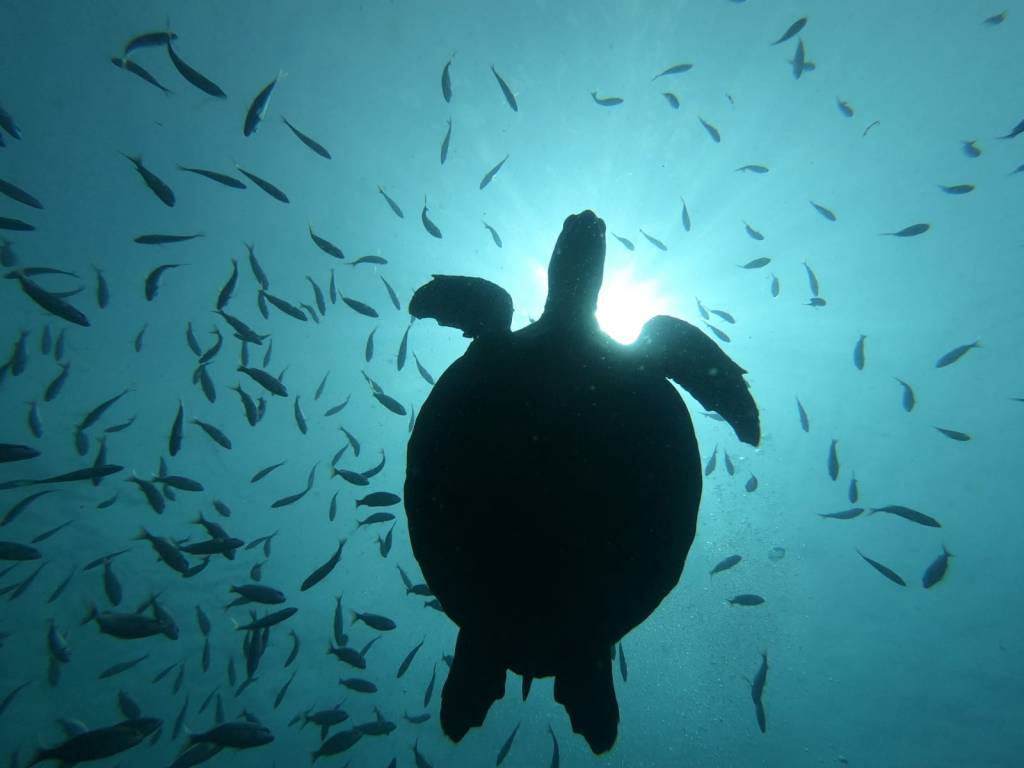 Foto mostra tartaruga rodeada de peixes