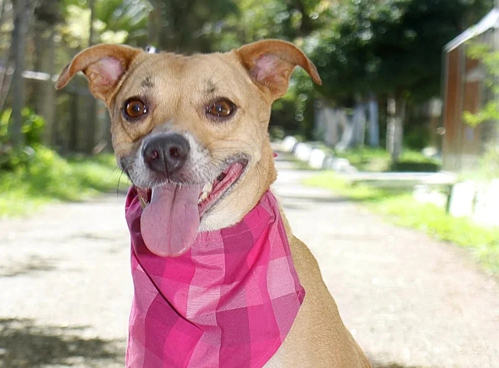 Foto mostra cachorro para adoção com bandana rosa