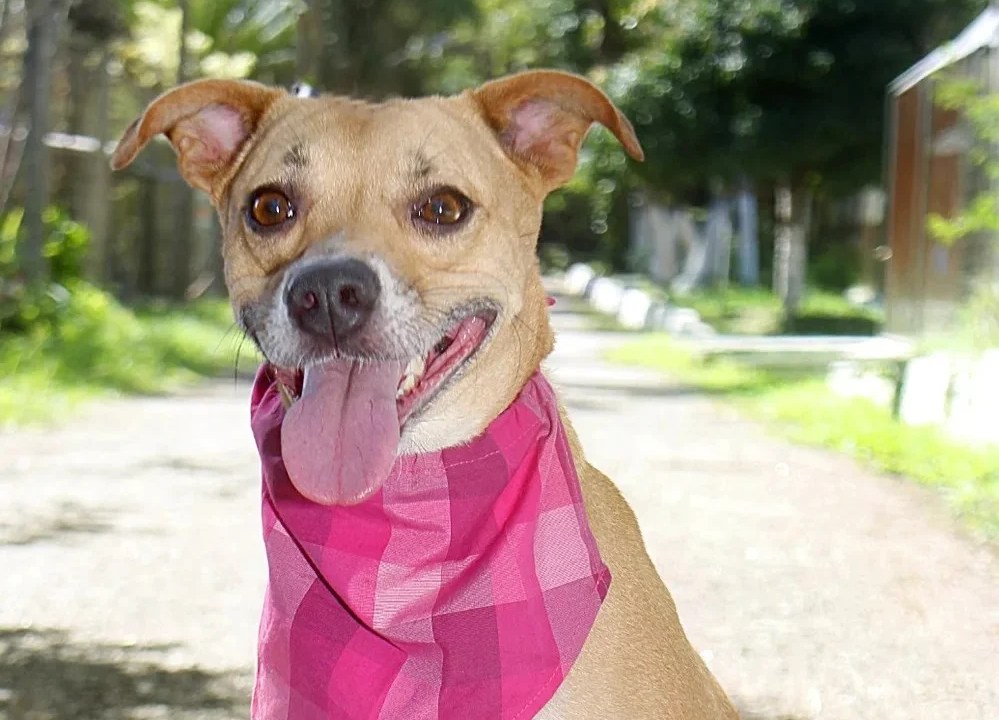 Foto mostra cachorro para adoção com bandana rosa