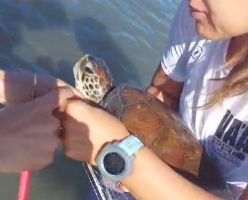 Foto mostra tartaruga sendo resgatada de fio de pesca