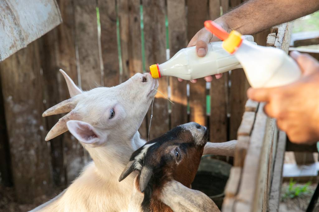 Cabras: animais são tratados com fitoterapia e criados em padrão europeu