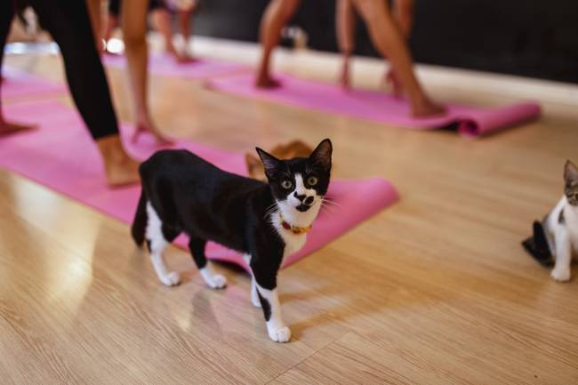 Gatos, café e ioga: a combinação de bem-estar que tem atraído cariocas