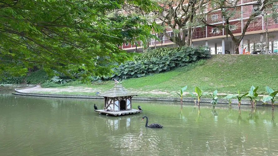 Foto mostra cisne-negro em lago