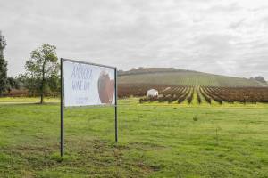 Amphora Wine Day