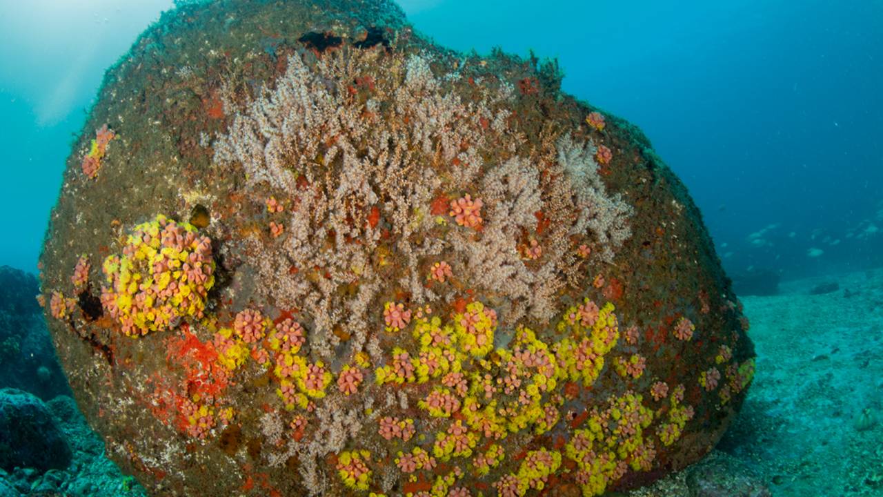 coral-sol-ilhas-cagarras-ipanema