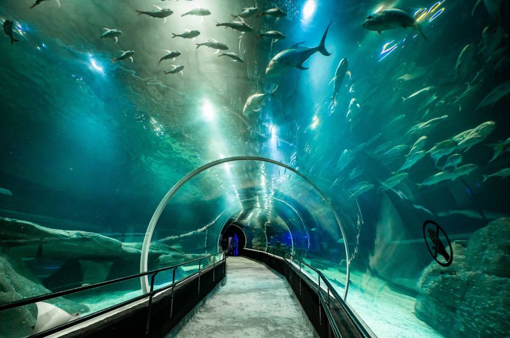 AquaRio e Planetário comemoram aniversário com programação especial