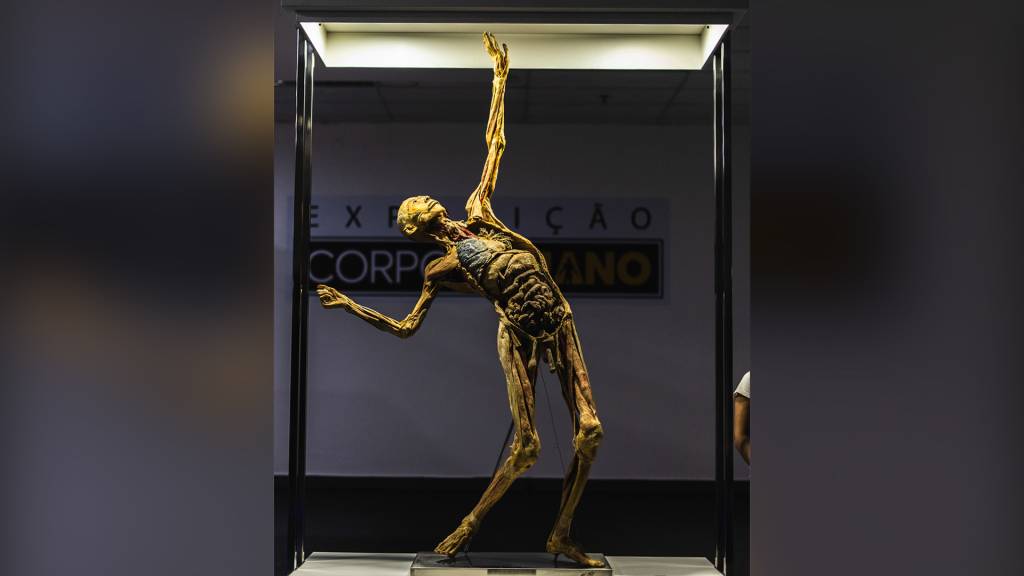 Exposição apresenta o funcionamento do corpo humano com espécimes reais