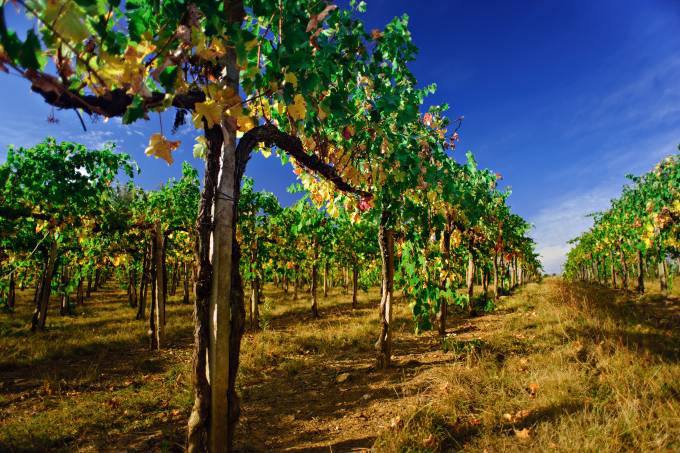 Sustentabilidade no Vinho