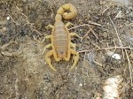 Prefeitura de Búzios monitora infestação de escorpião-amarelo em praias
