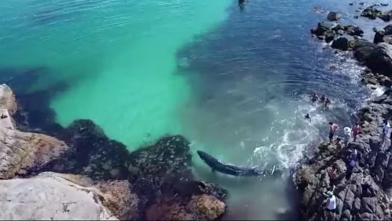 Vídeo: pescadores resgatam baleia presa em pedras em Arraial do Cabo
